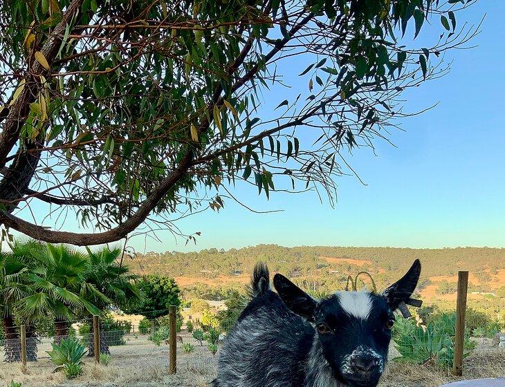 Bullsbrook, Western Australia