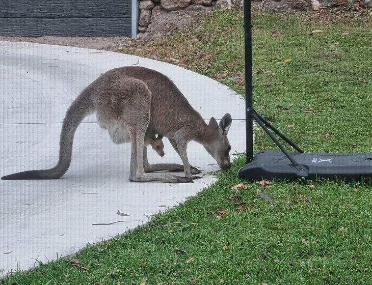 Ninderry, Queensland