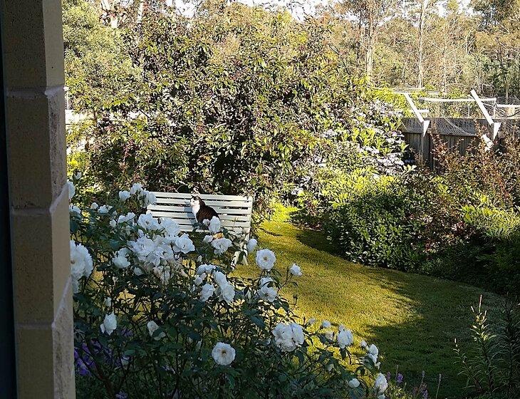 Upper Scamander, Tasmania