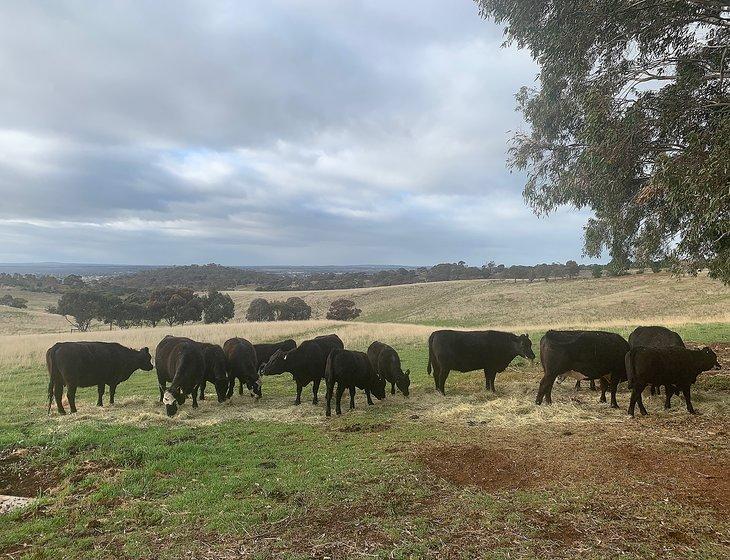 Pentland Hills, Victoria