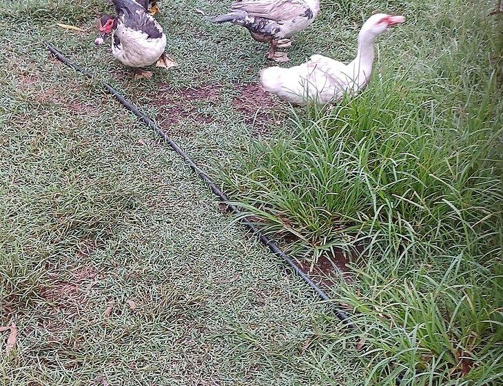 North Isis, Queensland