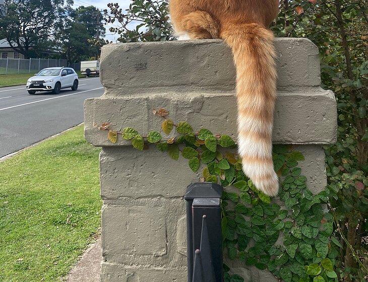 East Maitland, New South Wales