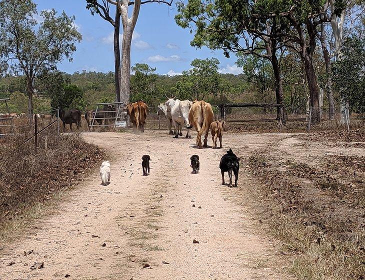 Mareeba, Queensland