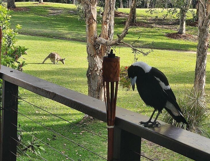 Pelican Waters, Queensland - Image 4