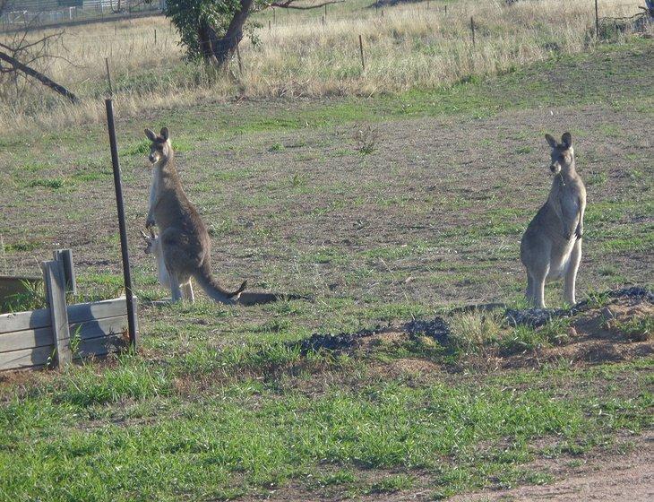 Tintinhull, New South Wales