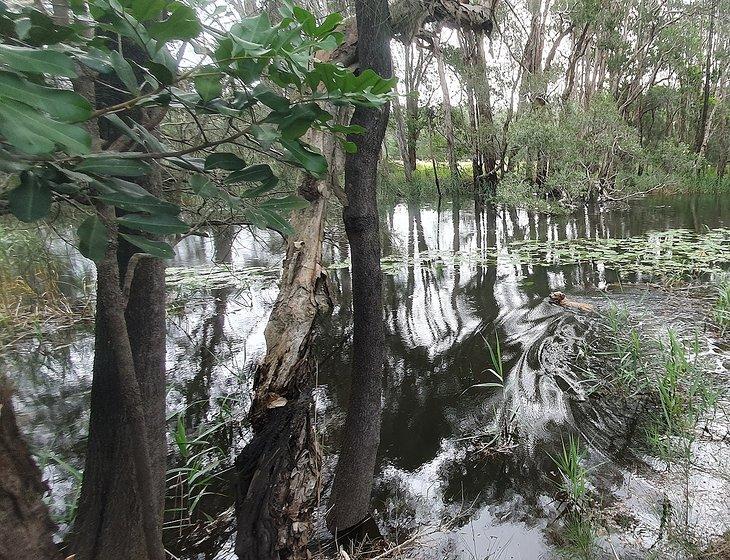 Shark Creek, New South Wales