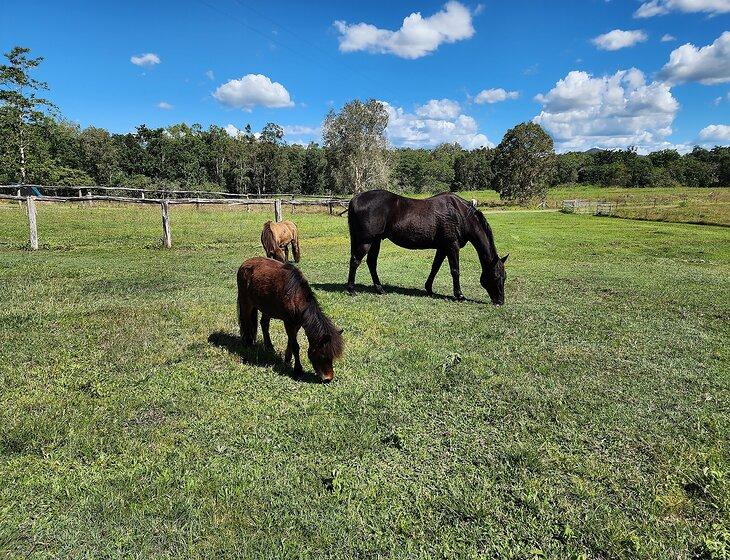 Hampden, Queensland