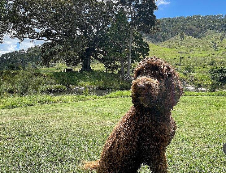 Stapylton, Queensland