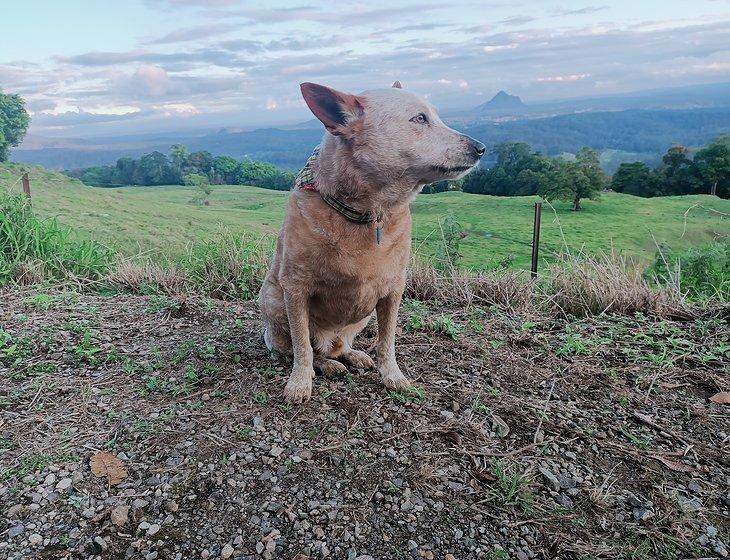 Montville, Queensland