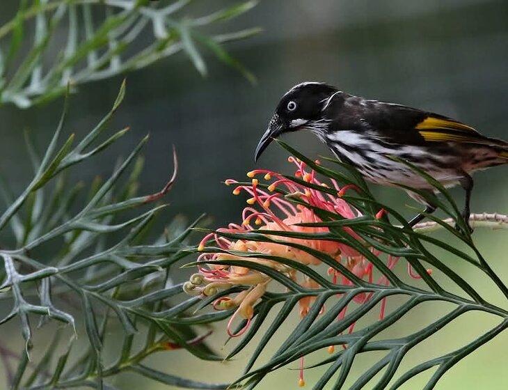 Scrubby Creek, Queensland