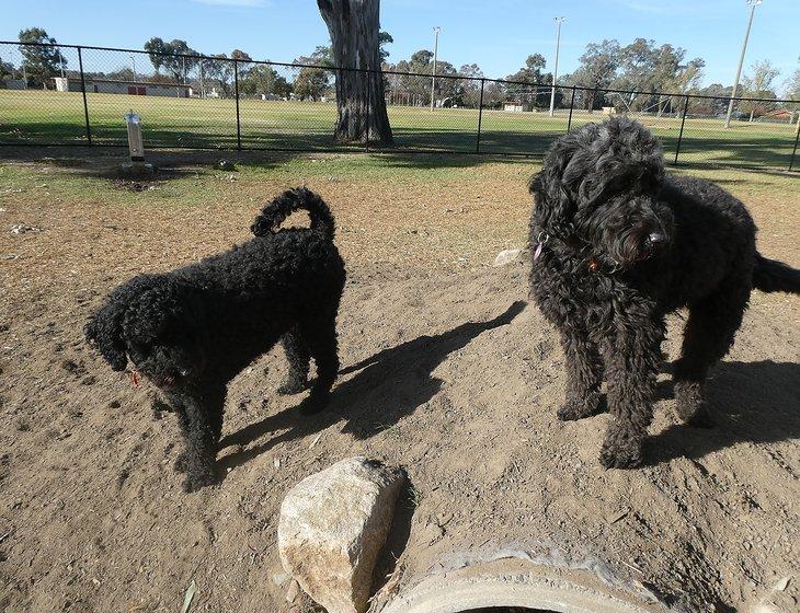 Benalla, Victoria