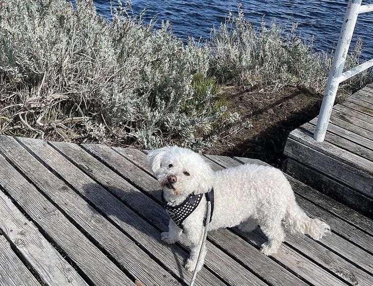 Bellerive, Tasmania - Image 3