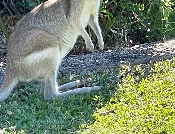 Condon, Queensland - Image 3