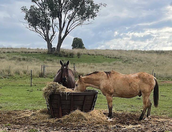 Somerton, New South Wales