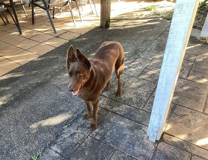 Bungundarra, Queensland