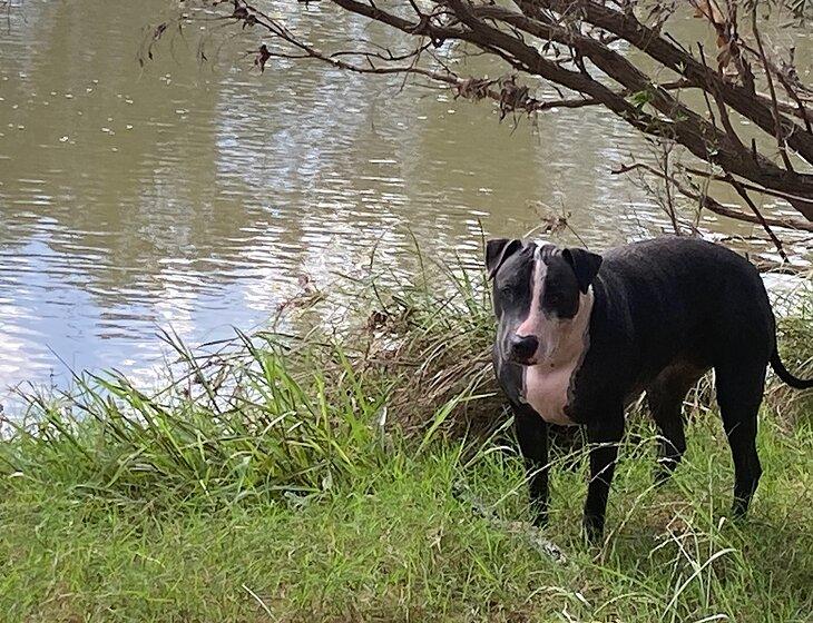 Shannonvale, Queensland