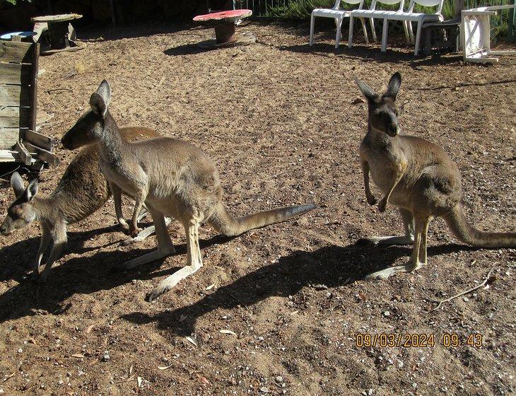 Morangup, Western Australia