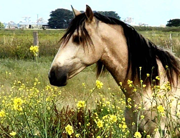 Cowwarr, Victoria