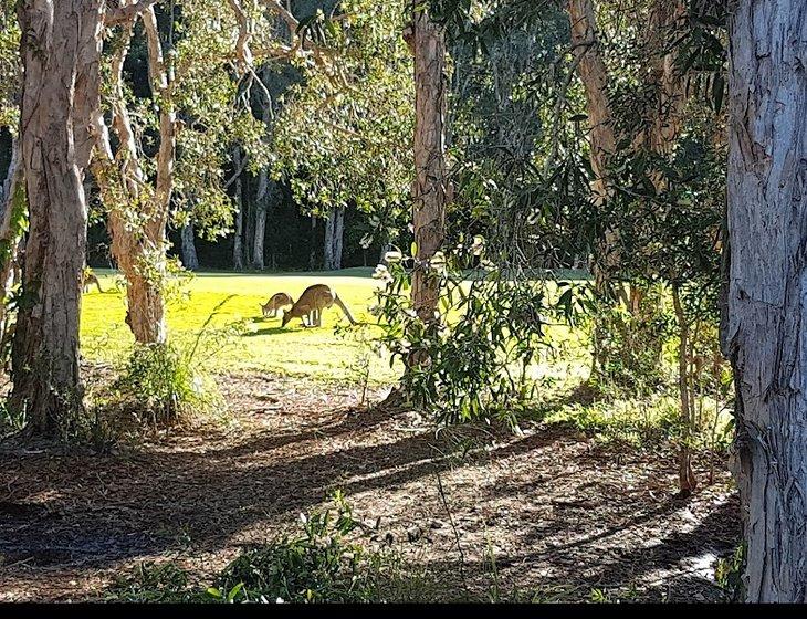 Mount Coolum, Queensland