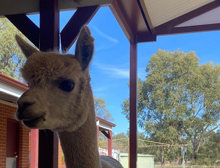 Oakford, Western Australia