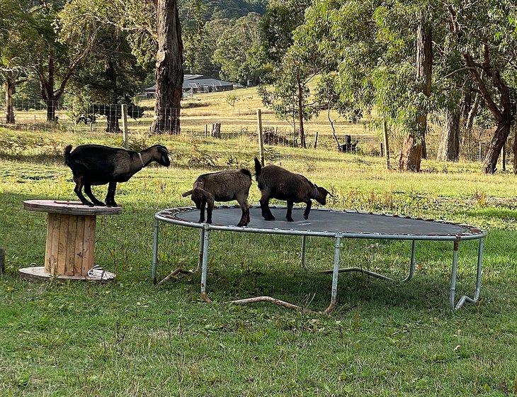 Mount Evelyn, Victoria