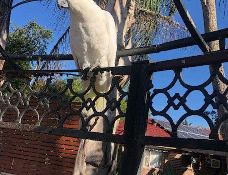 Cranbourne North, Victoria