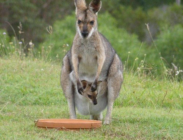 Armstrong Creek, Queensland