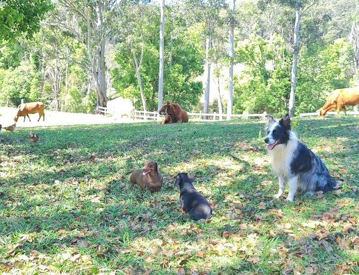 Bellingen, New South Wales