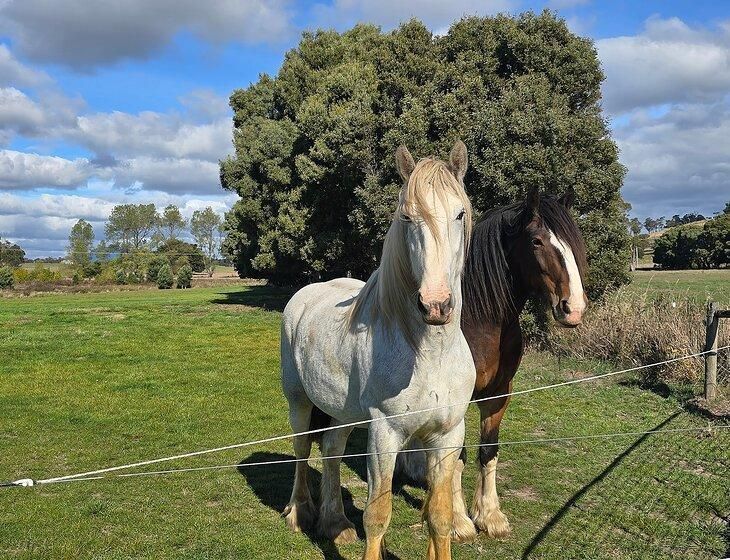 Ellendale, Tasmania - Image 6