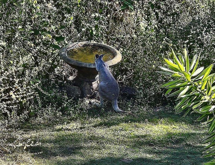 Mareeba, Queensland