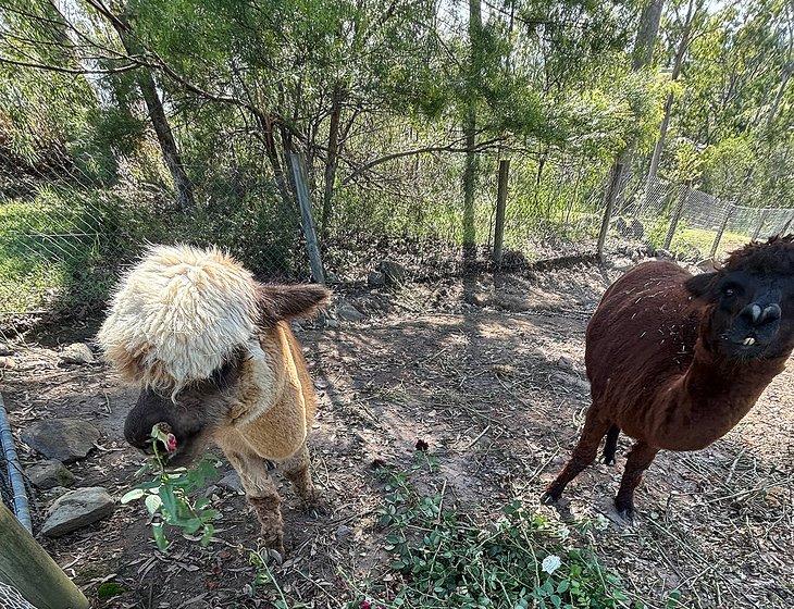 Mundoolun, Queensland