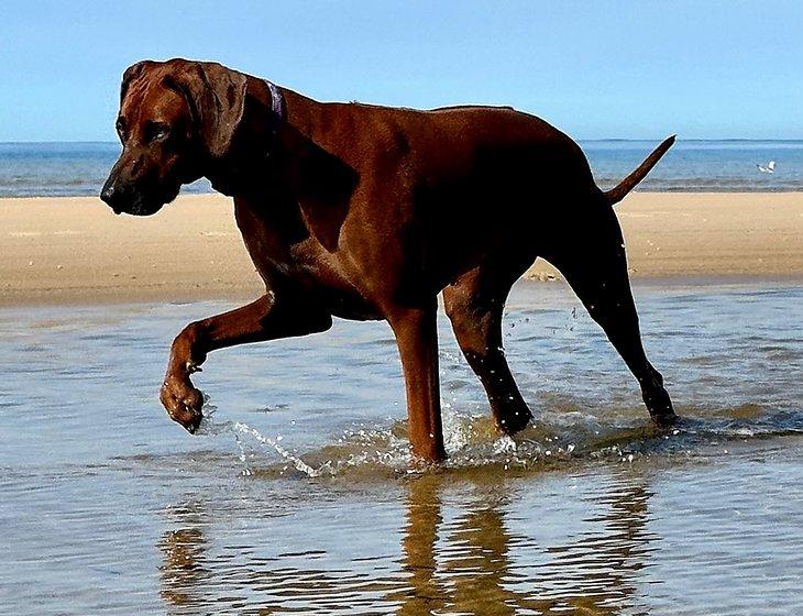 Bribie Island, Queensland