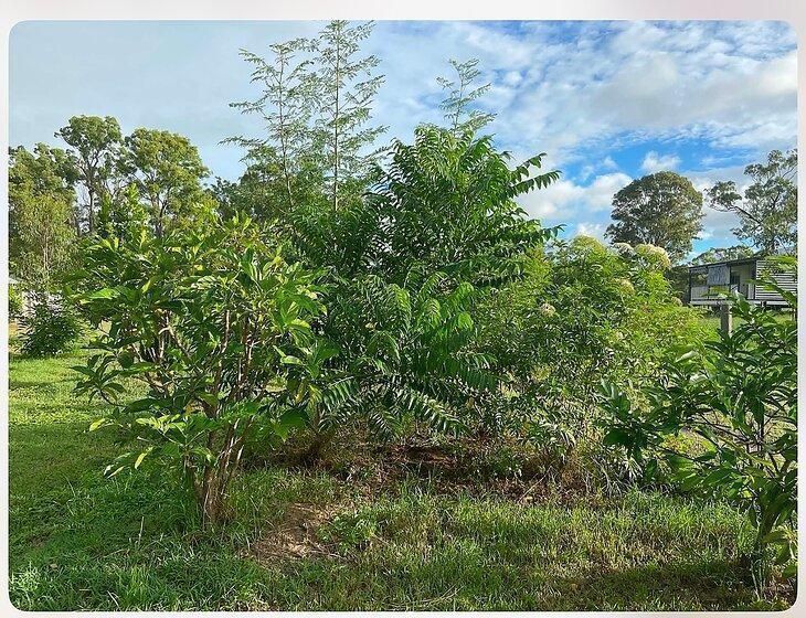 Redridge, Queensland - Image 2