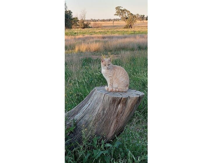 Dubbo, New South Wales