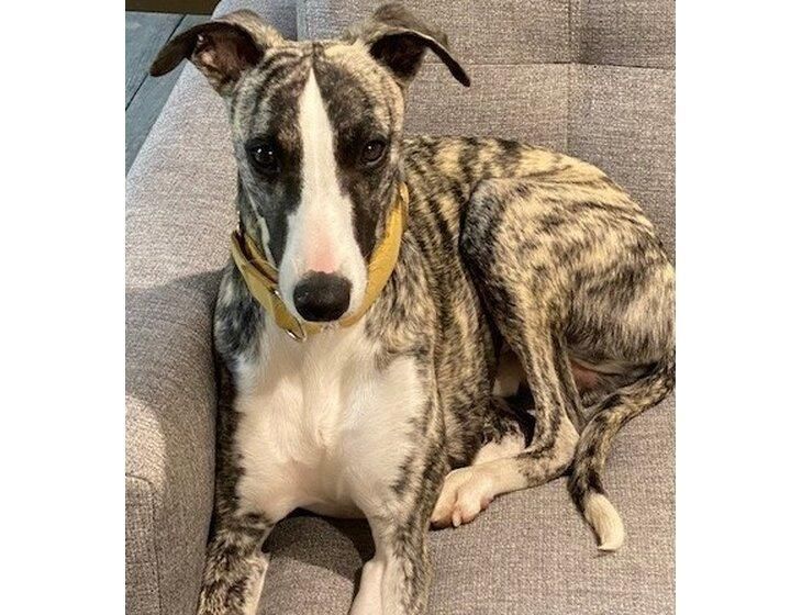 Bungendore, New South Wales - Image 2