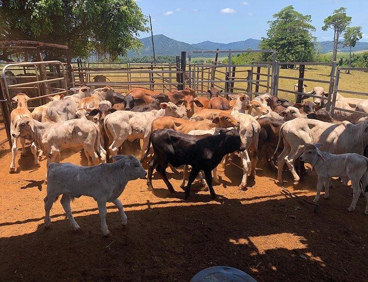 Mena Creek, Queensland