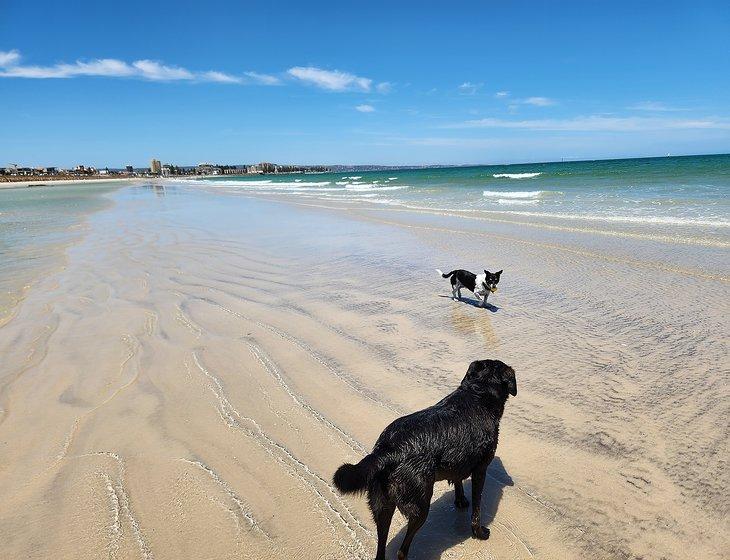 Cowandilla, South Australia