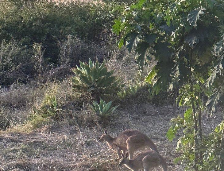 Woodhill, Queensland