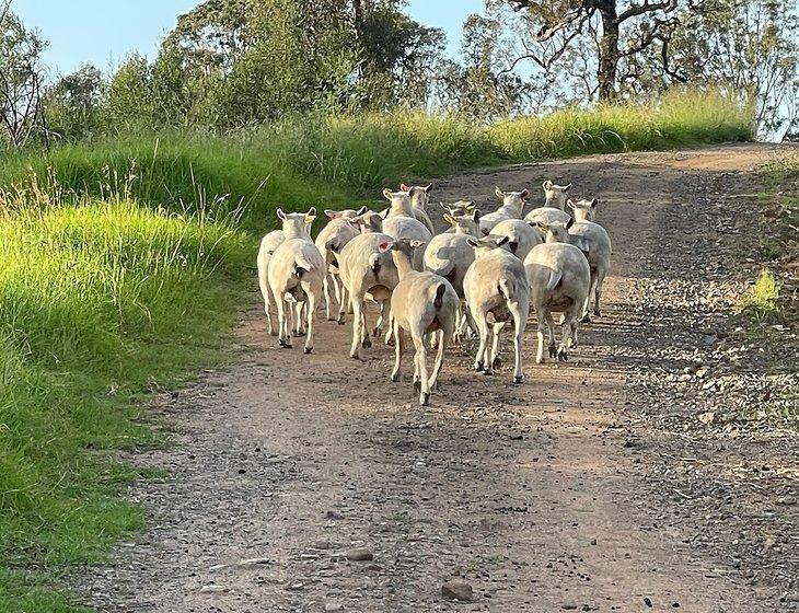 Bega Region, New South Wales