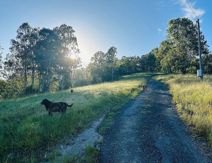 Canungra, Queensland