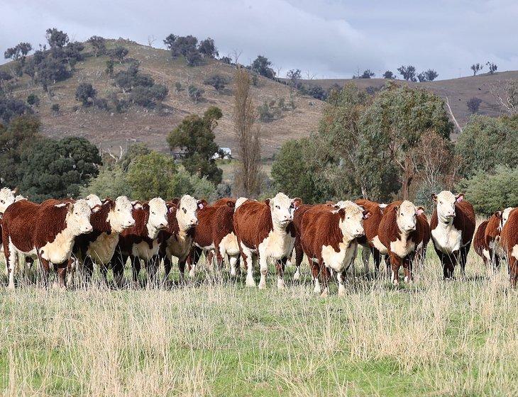 Holbrook, New South Wales