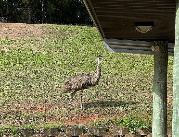Yandina, Queensland