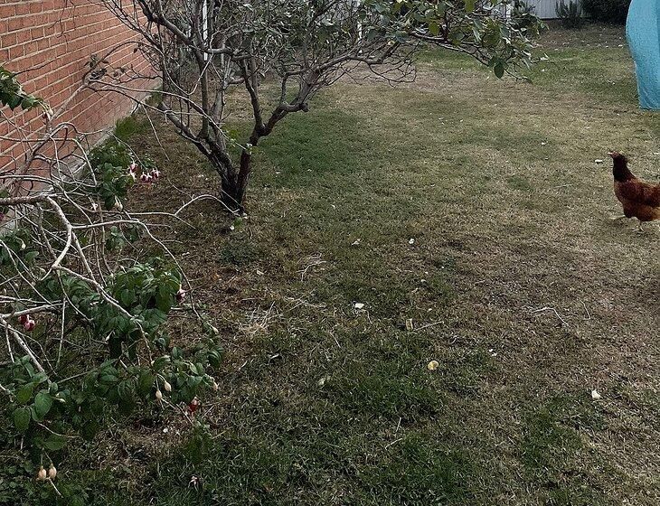 Altona Meadows, Victoria - Image 7