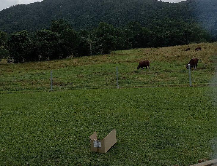 Feluga, Queensland