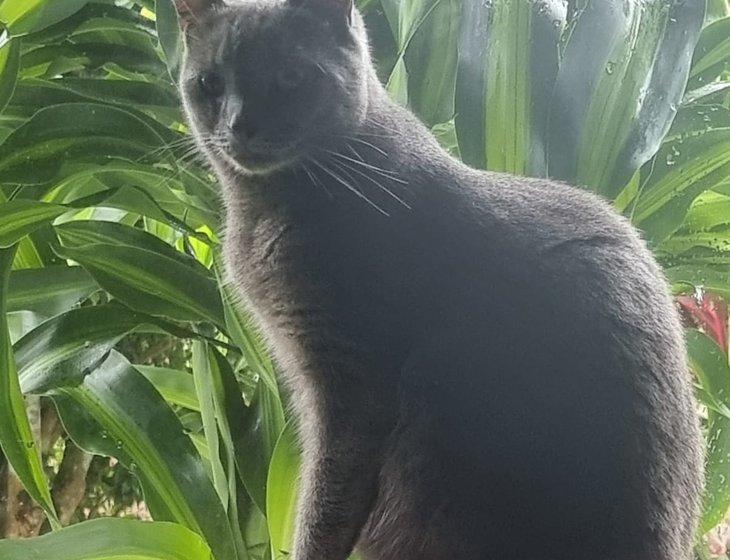 Malanda, Queensland