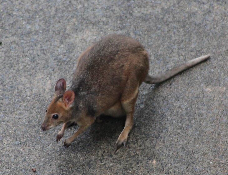 Kuranda, Queensland - Image 4