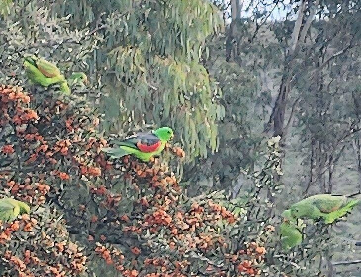 Barraba, New South Wales - Image 3