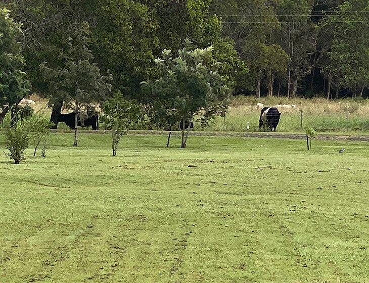 Wolvi, Queensland