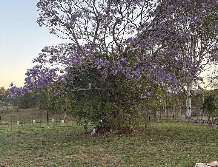 Sandy Creek, Queensland - Image 2
