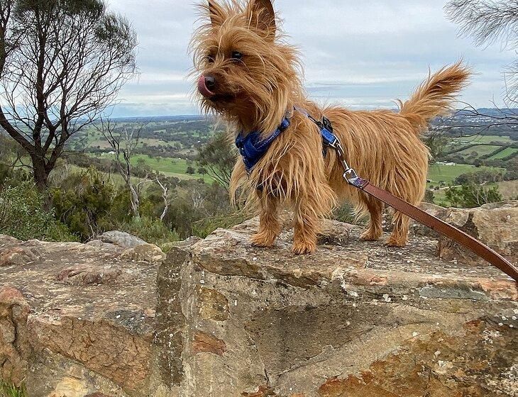 Mount Barker, South Australia - Image 1